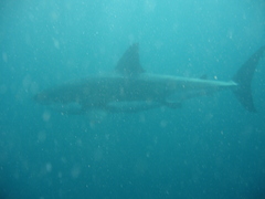 Carcharodon carcharias