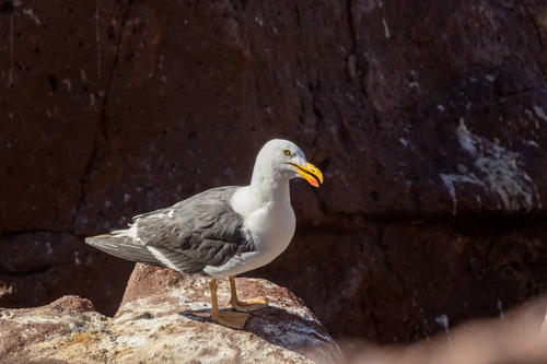 Yellow-footed Gull｜黄脚鸥 参考照片