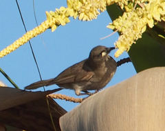 Stomiopera unicolor