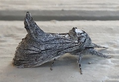 Inguromorpha itzalana