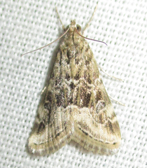 Hellula undalis