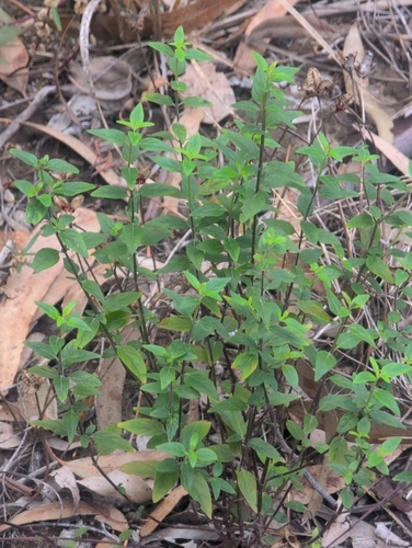 Image of Mentha australis by no rights reserved