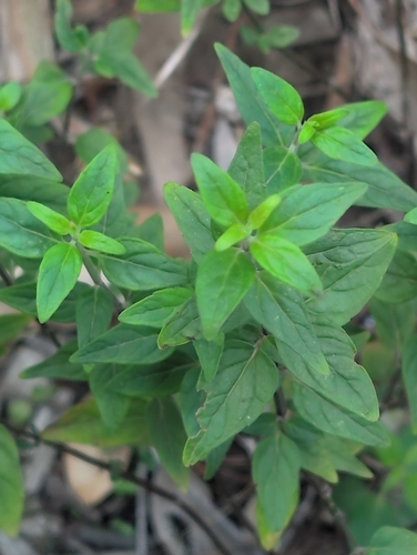 Image of Mentha australis by no rights reserved