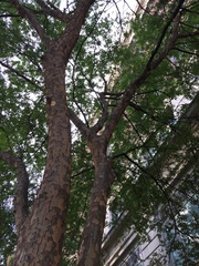 Ulmus parvifolia