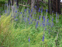 Delphinium andesicola