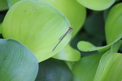Ischnura senegalensis