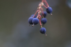 Berberis darwinii