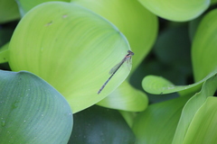 Ischnura senegalensis