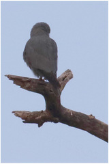Falco ardosiaceus