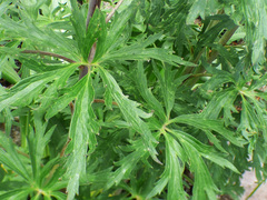 Delphinium andesicola
