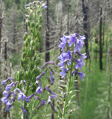 Delphinium andesicola