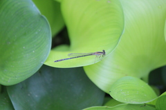 Ischnura senegalensis