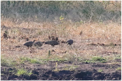 Pterocles gutturalis