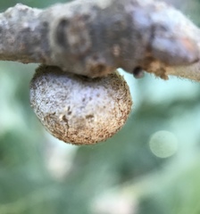 Burnettweldia washingtonensis