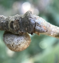 Burnettweldia washingtonensis