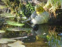 Setophaga townsendi × occidentalis