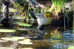 Setophaga townsendi × occidentalis