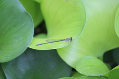 Ischnura senegalensis