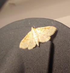 Polygrammodes flavidalis