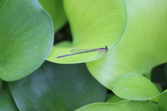 Ischnura senegalensis