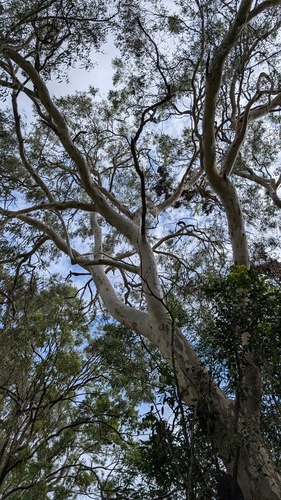 Image of Eucalyptus seeana by no rights reserved