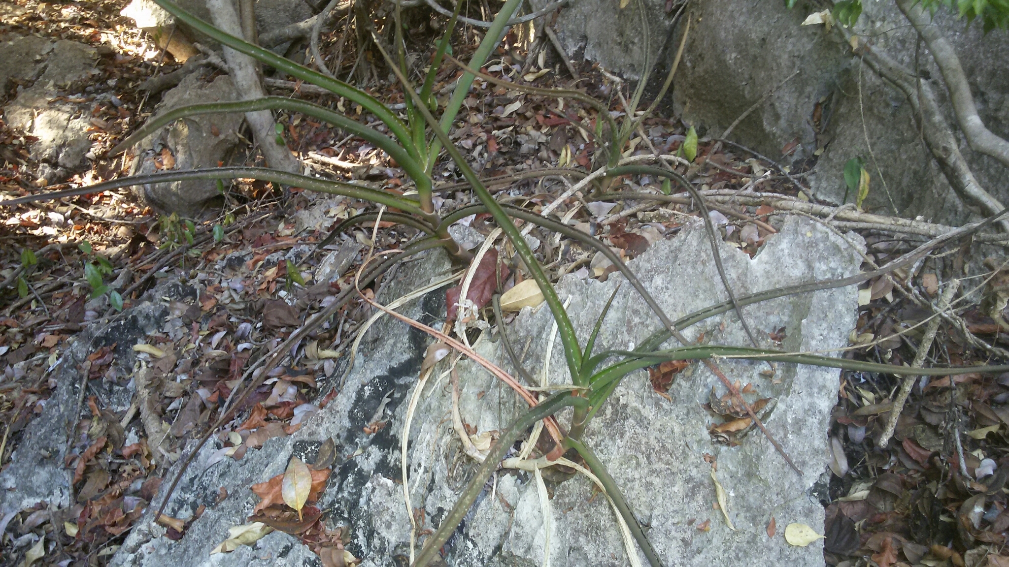 Aloe antsingyensis