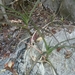 Aloe antsingyensis - Photo (c) dennis-mada, μερικά δικαιώματα διατηρούνται (CC BY-NC), uploaded by dennis-mada