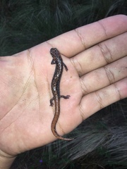 Pseudoeurycea leprosa