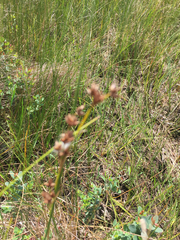 Cladium mariscoides