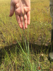 Muhlenbergia torreyana