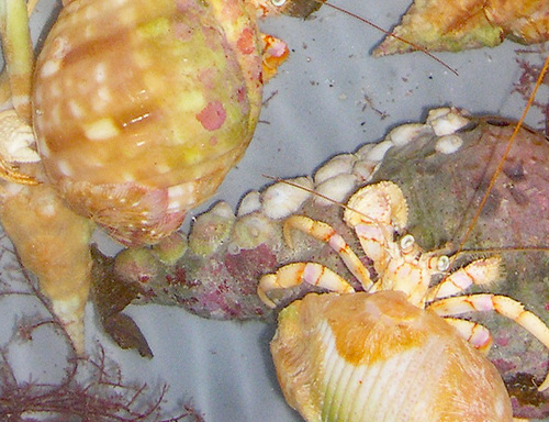 Sabia conica observed 2006-10-21