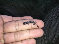 Pseudoeurycea leprosa