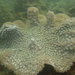 Pagoda Coral - Photo (c) even928, some rights reserved (CC BY-NC)