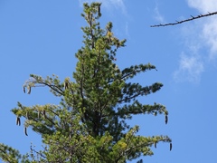 Pinus lambertiana