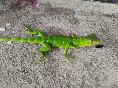 Green Iguana
