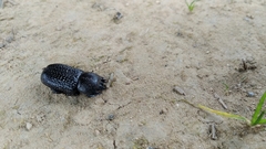 Coleoptera