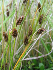 Carex litorosa