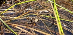 Dolomedes triton