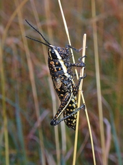 Monistria pustulifera