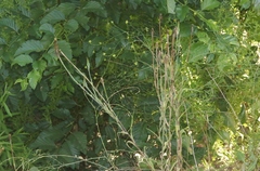 Tragopogon porrifolius