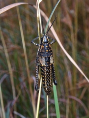 Monistria pustulifera