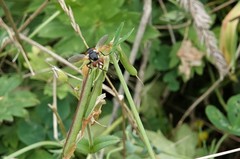 Gymnosoma