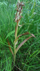 Dactylorhiza incarnata cruenta