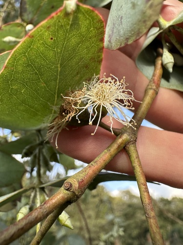 Eucalyptus cinerea