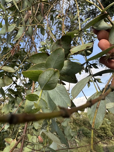Eucalyptus cinerea