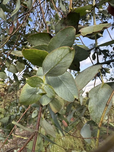 Eucalyptus cinerea