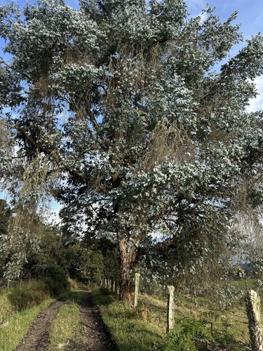 Eucalyptus cinerea