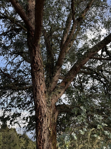 Eucalyptus cinerea