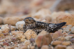 Chordeiles gundlachii