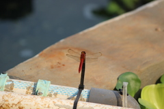 Crocothemis servilia